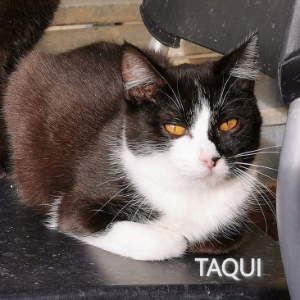 Taqui - Cat - 11pets: Adopt