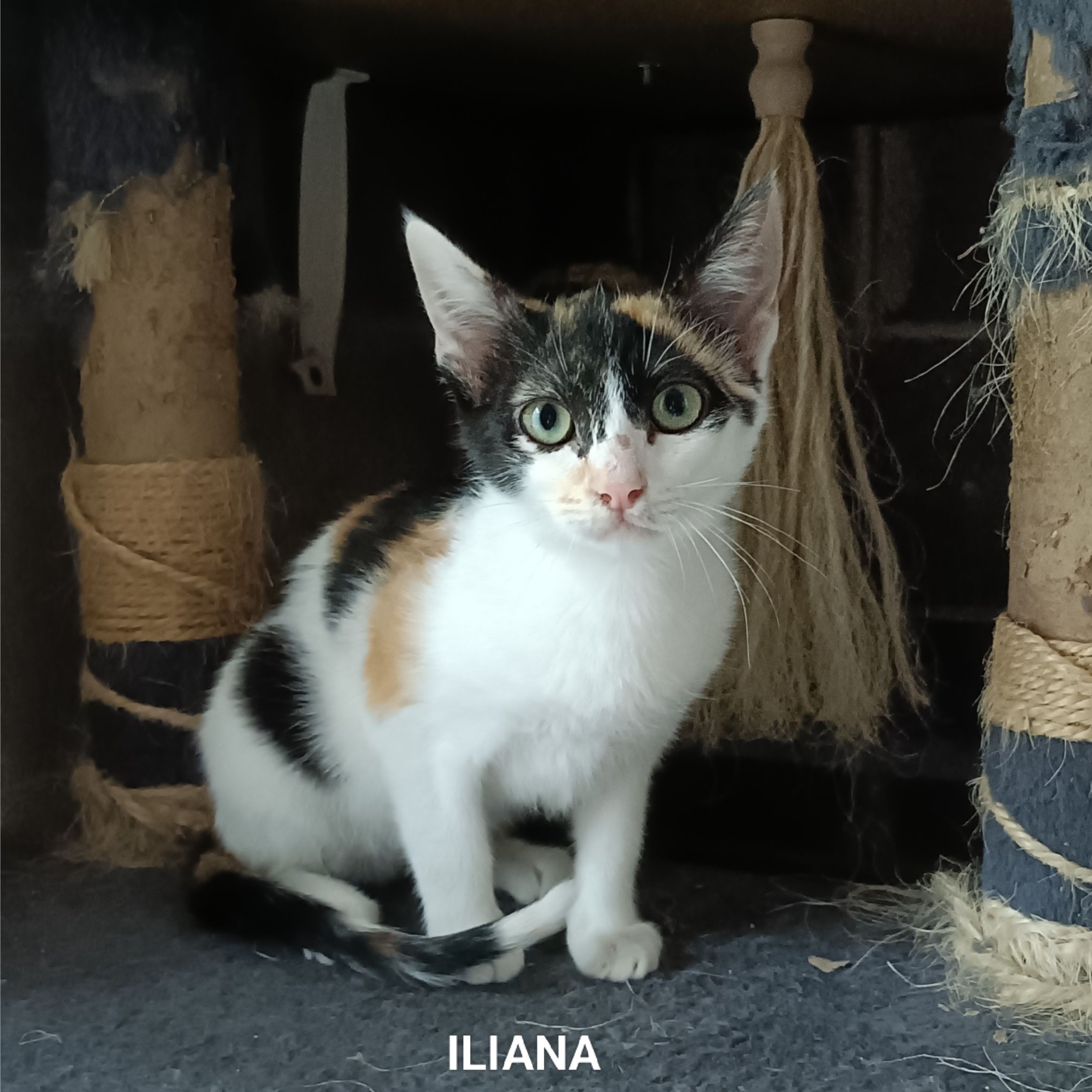 Iliana