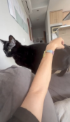 INDI