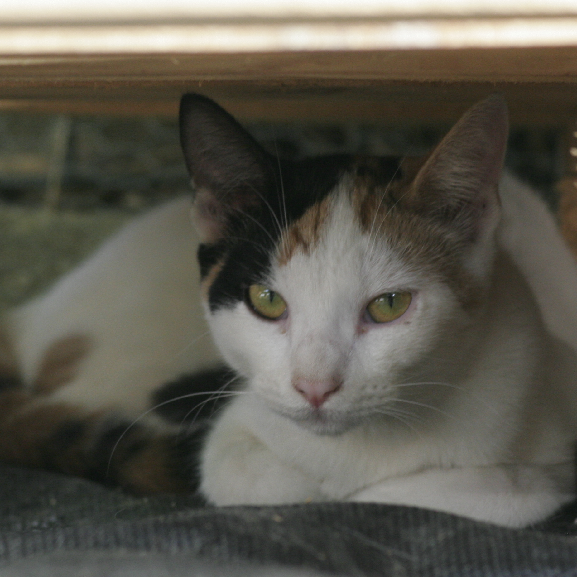 MAI. CS EL ACEITUNILLO