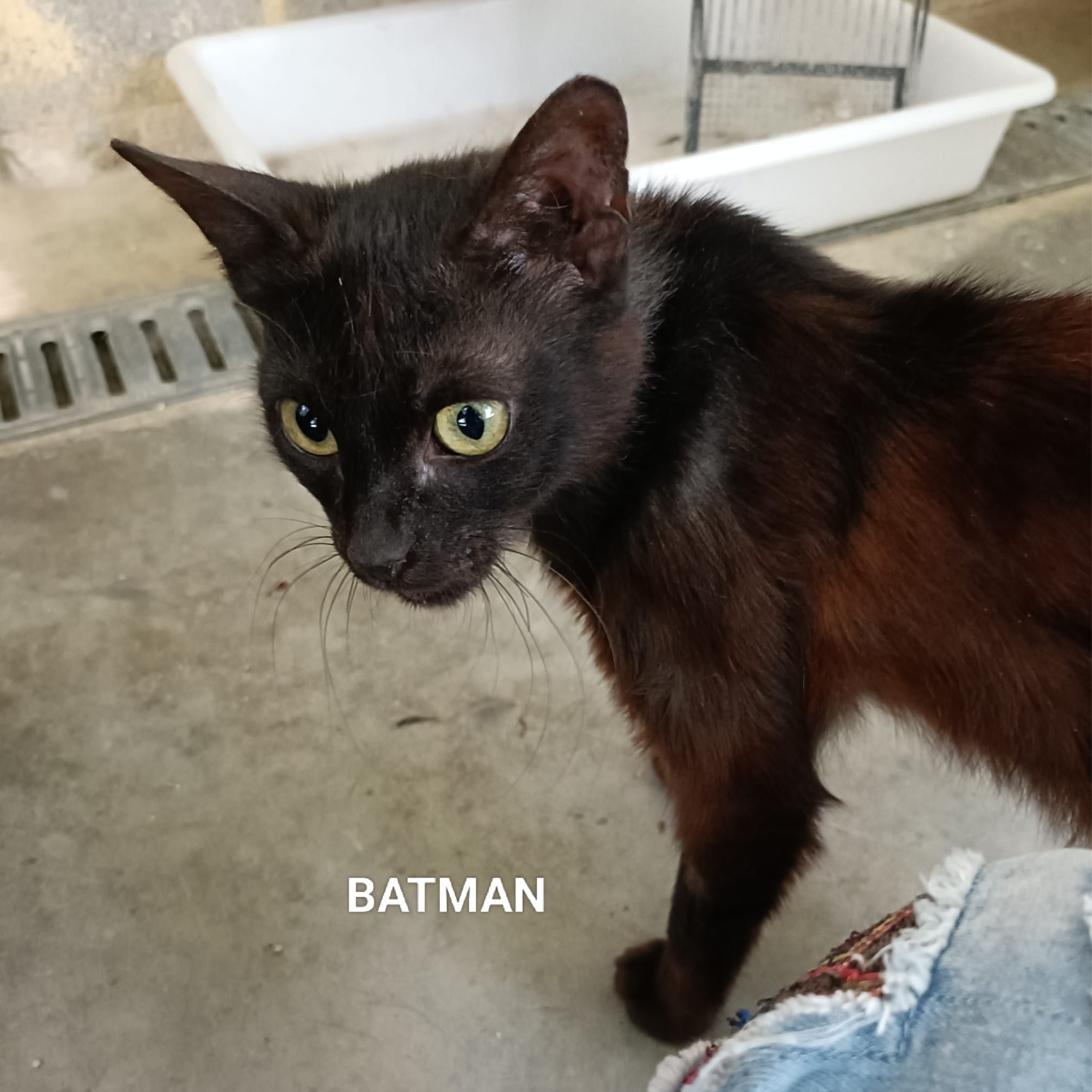 Batman