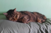 ILSA