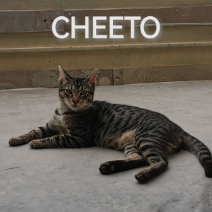 Cheeto - Cat - 11pets: Adopt