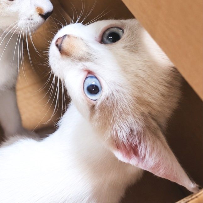LILI