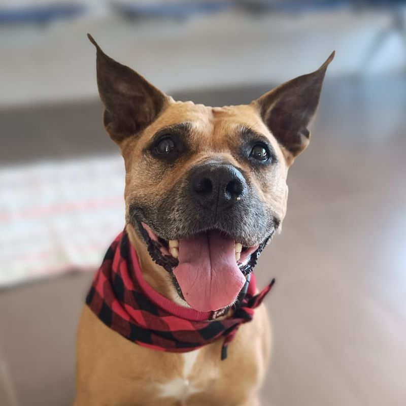 PEPPER