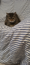 ILSA