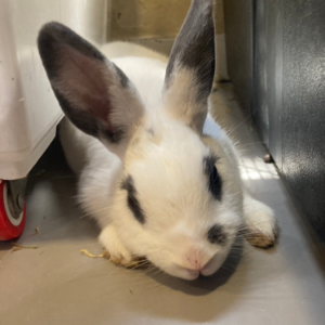 Dolly - Rabbit - 11pets: Adopt