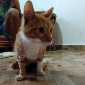 Flous - Cat - 11pets: Adopt