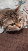 ILSA