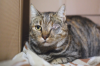 CLEMENTINA