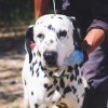 PONGO ARA MAX 