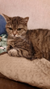 ILSA