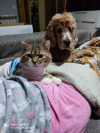 GORDI