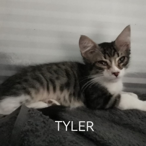 Tyler - Cat - 11pets: Adopt