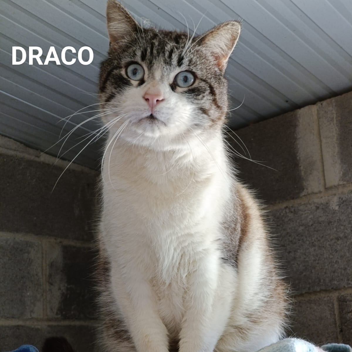 Draco
