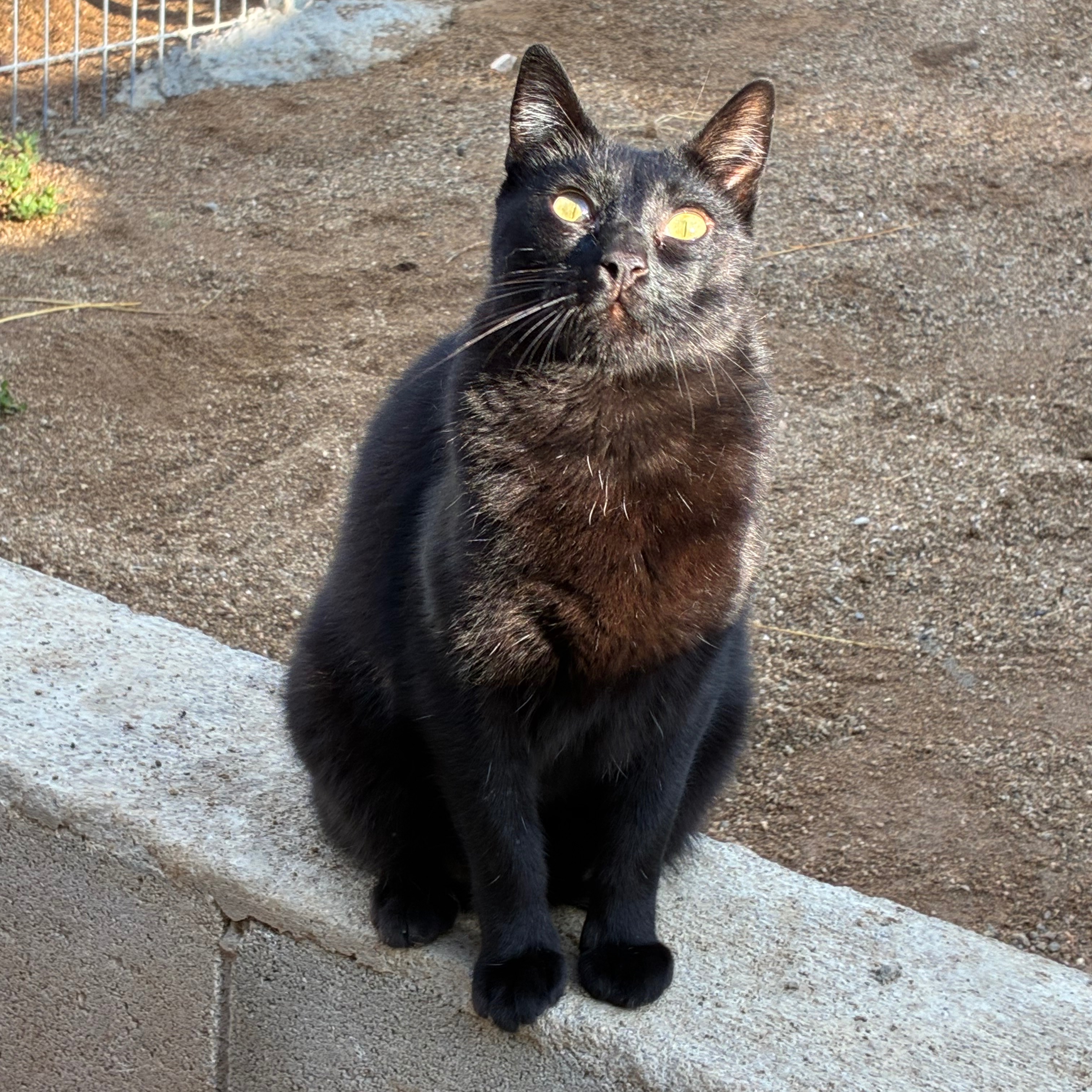 Simone