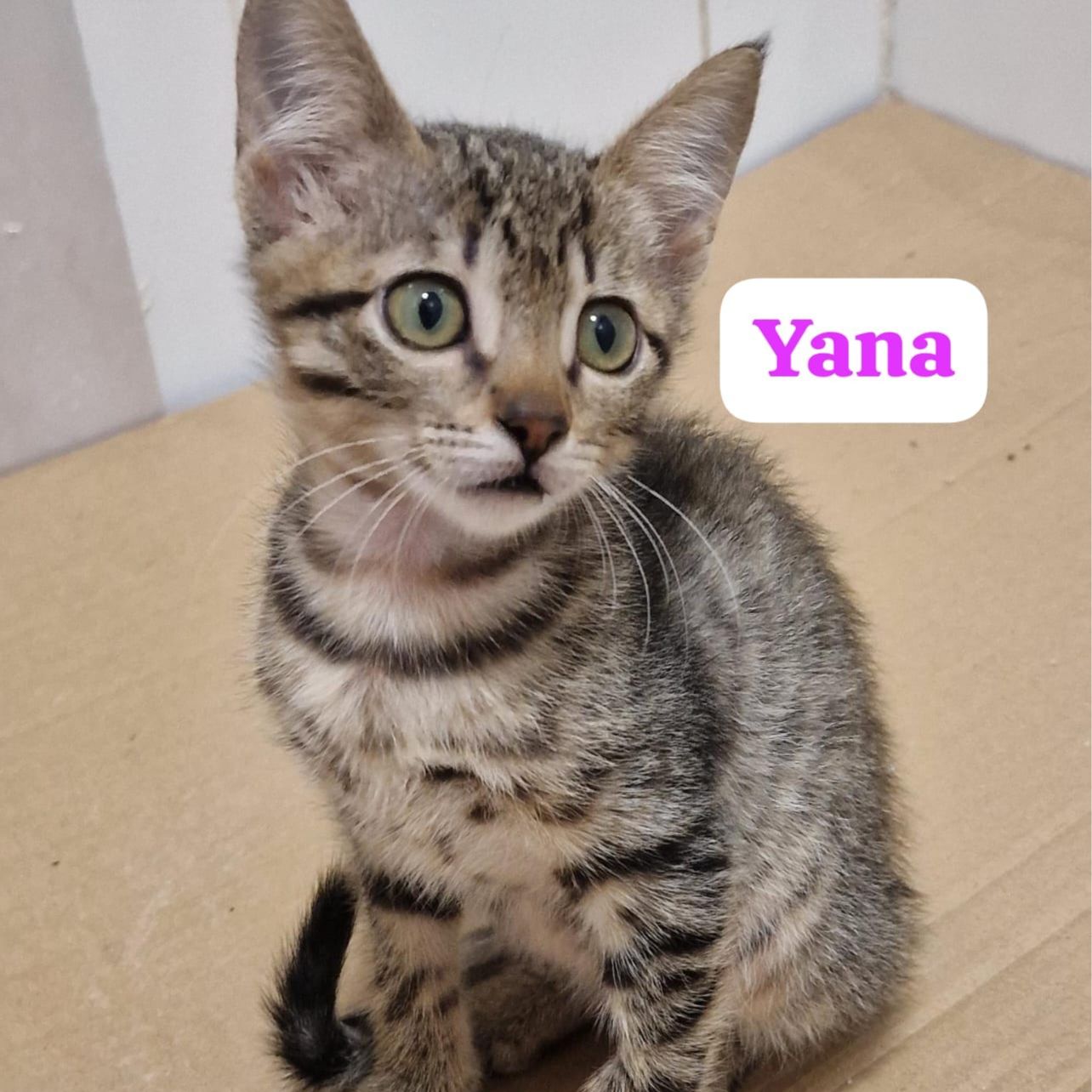 Yana
