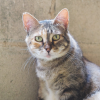 PINTORA