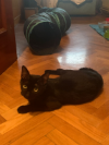 INDI