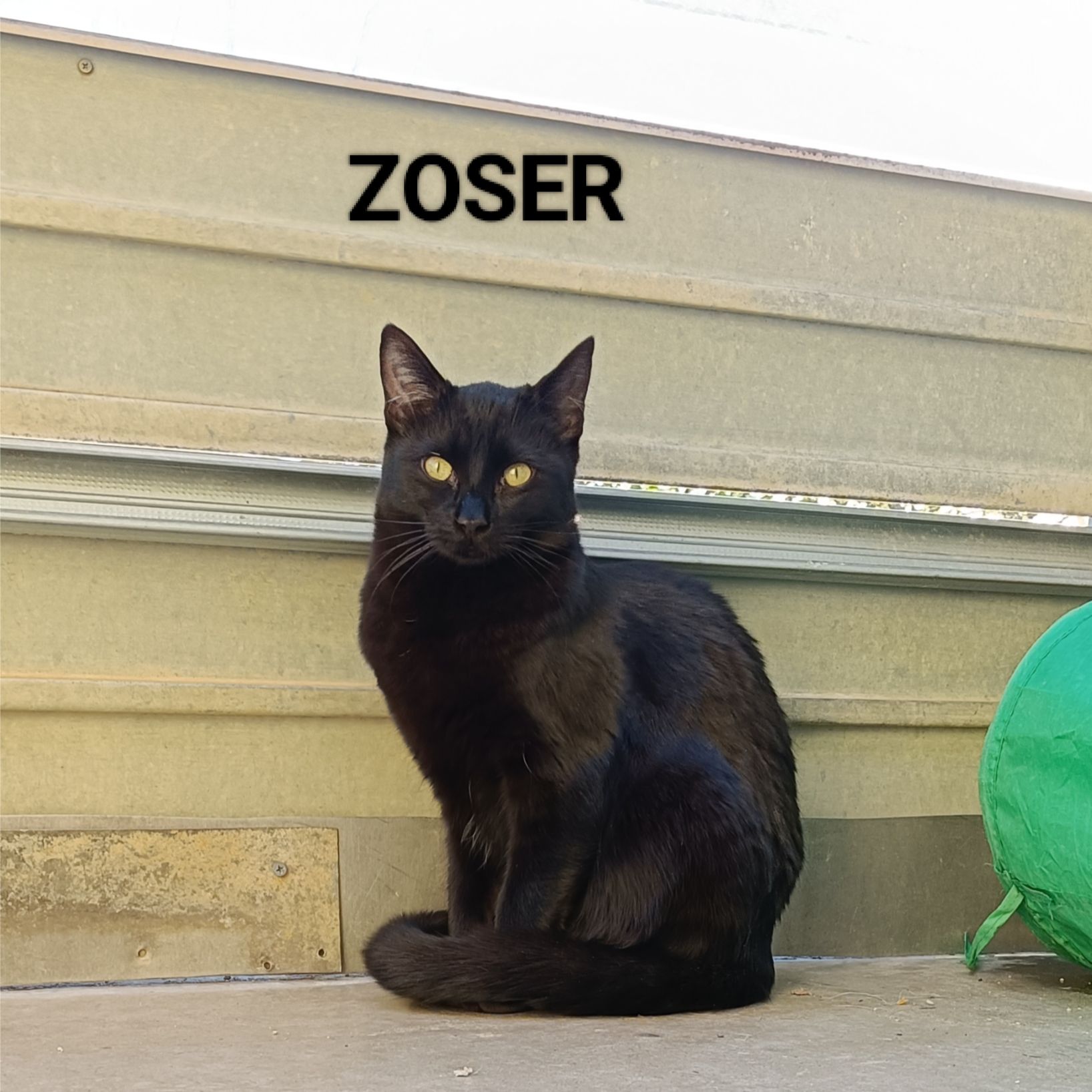 Zoser