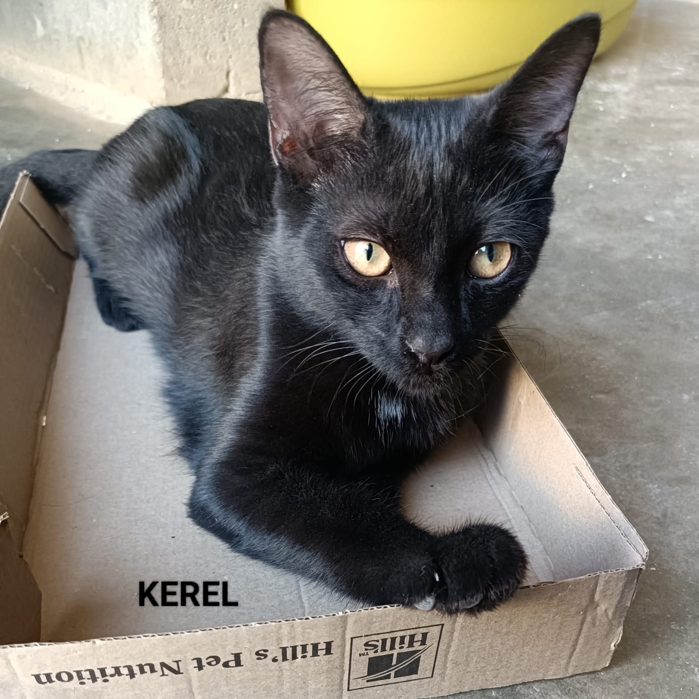 Kerel