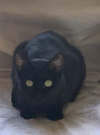 INDI