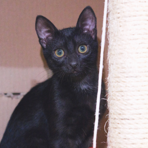 PIPPER ARA DUKO - Cat - 11pets: Adopt