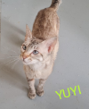 YUYI