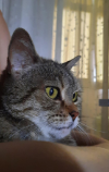 ILSA