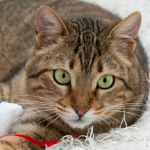 MAISIE - Cat - 11pets: Adopt