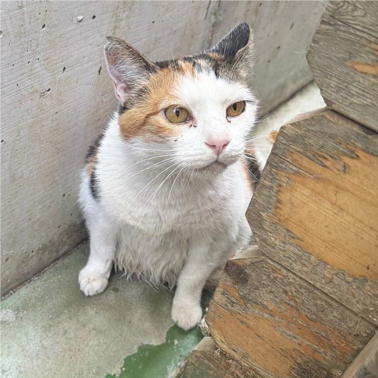 NEULA