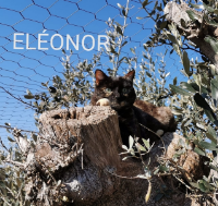 Eleonor 