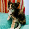 Campurriana