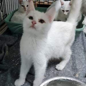 Blanca - Cat - 11pets: Adopt