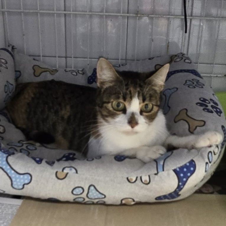 Merlina AL MOMOTARO CAT CAFE