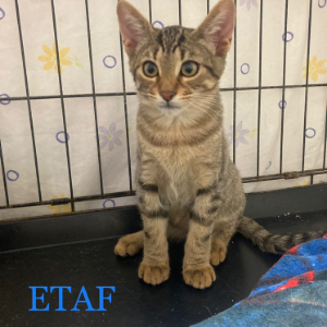 Etaf - Cat - 11pets: Adopt