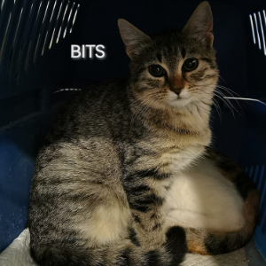 Bits - Cat - 11pets: Adopt