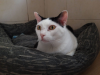 Smudge