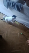 HIT
