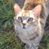 Michi