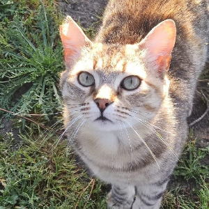 Michi - Cat - 11pets: Adopt