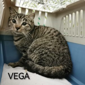 Vega - Cat - 11pets: Adopt