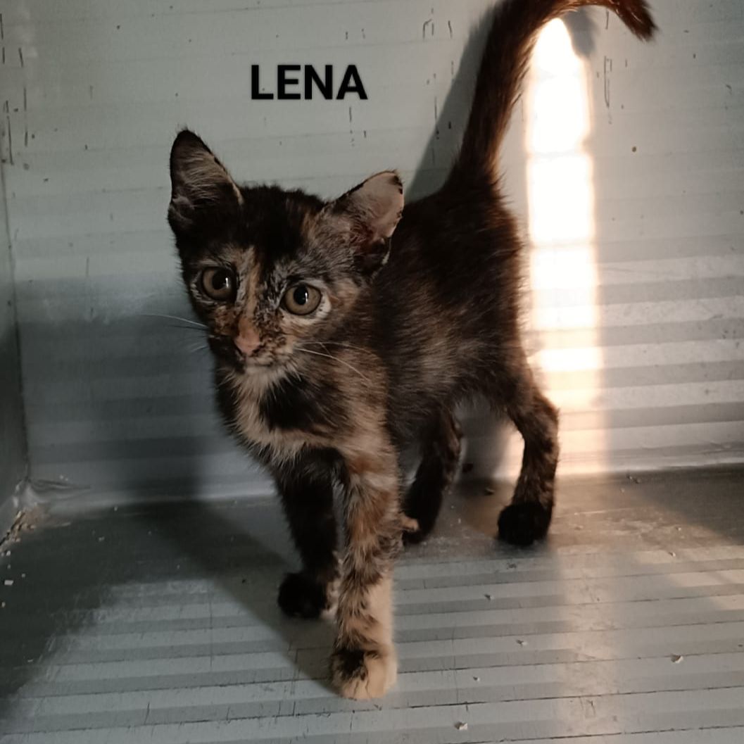 Lena