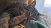 ILSA