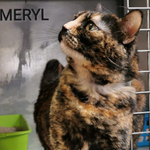 Meryl - Cat - 11pets: Adopt