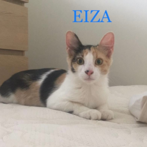 Eiza  - Cat - 11pets: Adopt