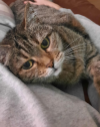 ILSA