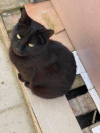 Bagheera