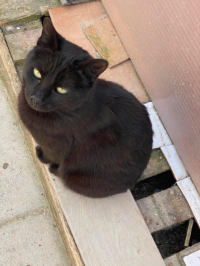 Bagheera