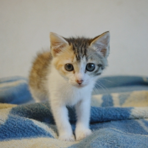 Vaiana - Cat - 11pets: Adopt